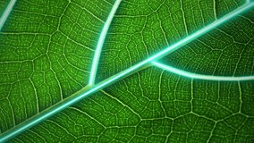 Agricultural technologies for growing plants and scientific research in the field of biology and chemistry of nature. Living green leaf with scientific data . Organic digital background - Powered by Shutterstock - Get 15% off with code: PIKWIZARD15