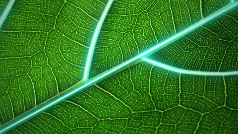 Agricultural technologies for growing plants and scientific research in the field of biology and chemistry of nature. Living green leaf with scientific data . Organic digital background วิดีโอสต็อก