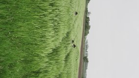 A team of three young dancers in hats are dancing and having fun in a green wheat field.vertical video