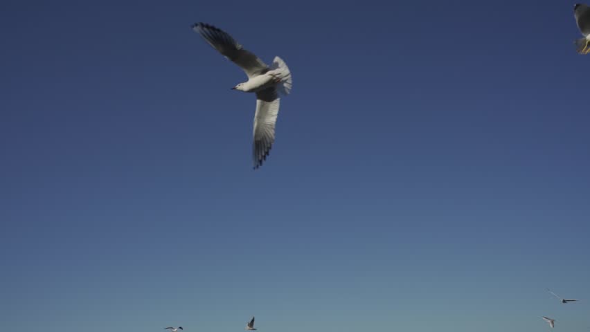 Seagulls fly in the blue sky, they are fed with bread, Slow Motion. HLG Bt.2020 ungraded.