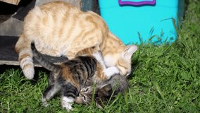 ginger mother cat is cleaning her kitten at garden they are looking funny and adorable