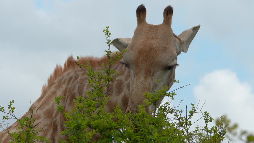 South Africa Kruger Park close up giraffe Big Five eating green in tree grazing wet season eating grass spring summer lush greenery Johannesburg South Africa wildlife cinematic follow movement
