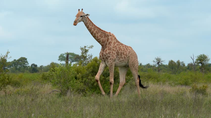 Large giraffes Big Five walking in bush Kruger National Park grazing wet season eating grass spring summer lush greenery Johannesburg South Africa wildlife cinematic slow motion follow movement