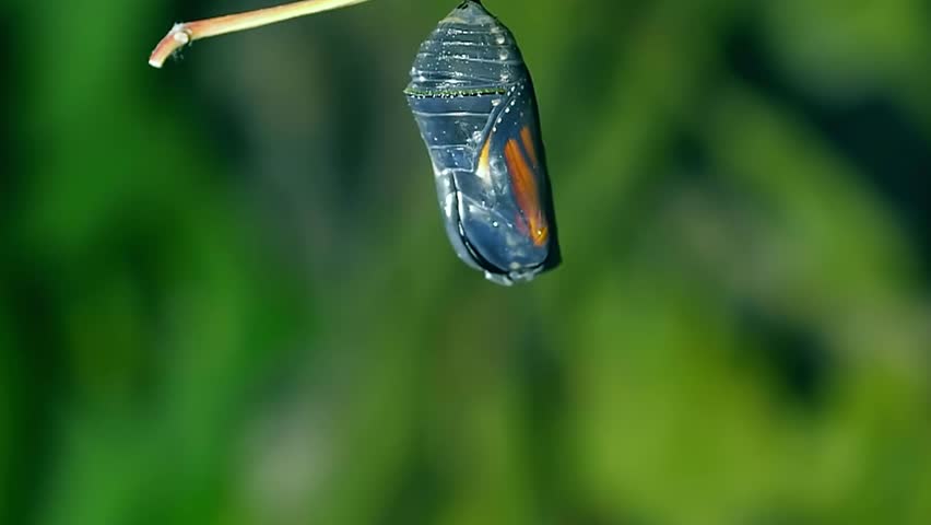 Butterfly hatching out of pupa, metamorphosis become  beautiful butterflies.