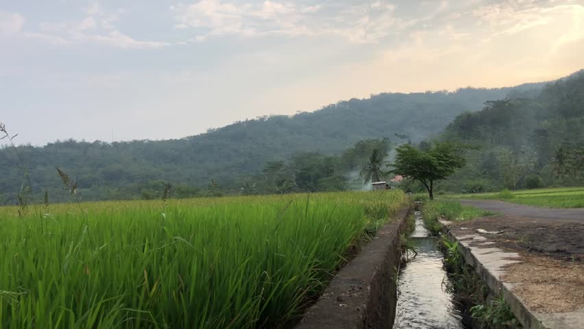 Tropical Vibes Beside Beautiful Rice Fields - Landscapes Videos - Video Bakcground Template