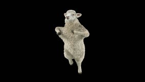 Sheep Dancing, Animal, 3d rendering, Animation Loop, cartoon,  included in the end of the clip with Lama matte.