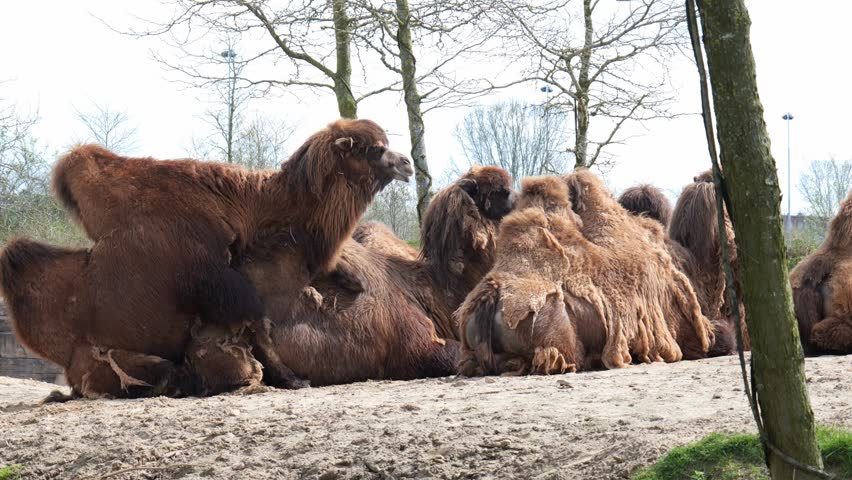 Camels Sitting And Resting In Zoo - wide Royalty-Free Stock Footage #1105205065