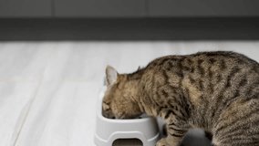 tabby cat kitten eating dry food from bowl on kitchen tiles.domestic pet refuse to approach from food.falling particles 4k,spinning video