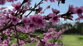 Blossoming peach trees with bright pink flowers bloom. Close up. For video presentation, advertising.