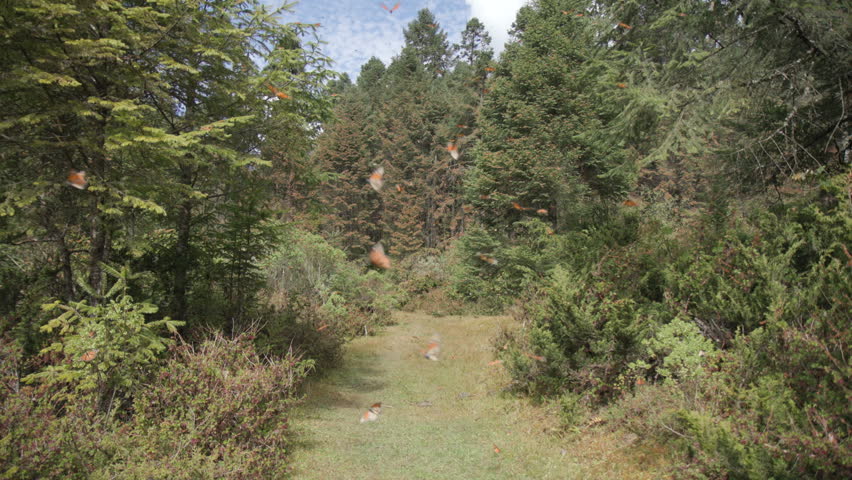 In the Monarch Butterfly Biosphere Reserve in Mexico, thousands of Monarch butterflies fly over a grass clearing in between the trees.