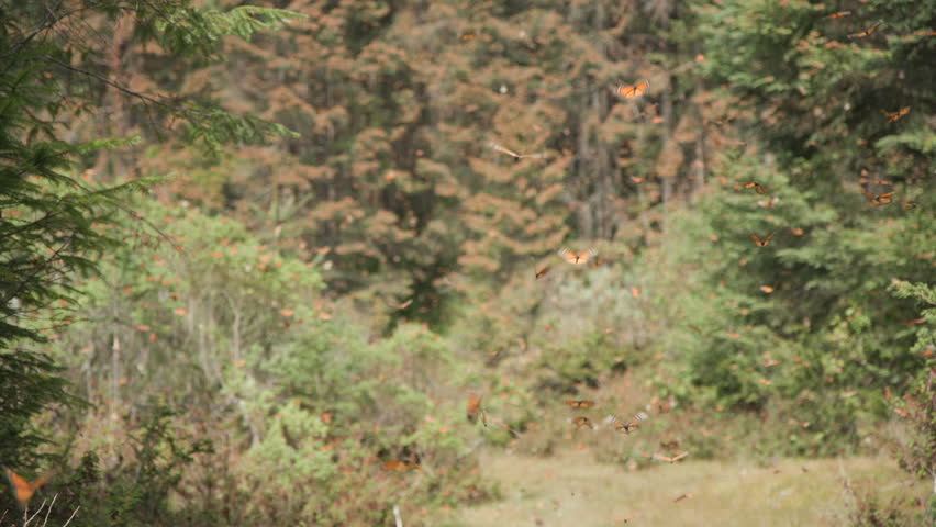 A monarch butterfly swarm. Thousands of butterflies flying around the Monarch Butterfly Biosphere Reserve in Mexico.