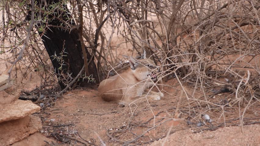 Yawning Caracal in the wild. Etosha national park Namibia. Close-up. High quality slow motion footage.