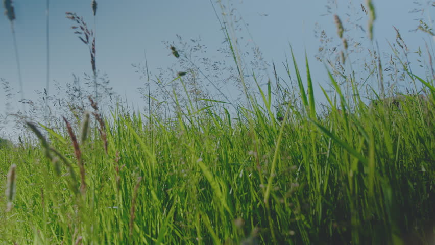 Wild British green grass meadow blowing in the wind. Backlit with subtle flare. Blue sky. 4K, Wide Low angle shot.