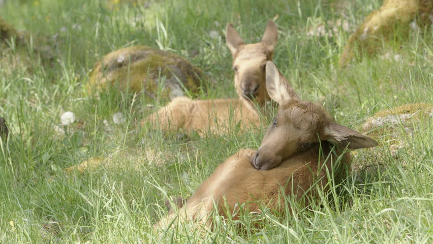 Adorable European Elk calves Alces alces lying in grassy meadow resting