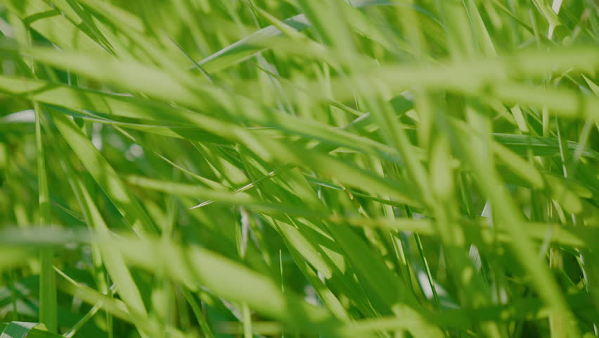 Wild British green grass meadow blowing in the wind. Backlit with subtle flare. 4K, Wide Low angle shot. Close up grass turf texture.