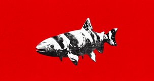 Motion design fun animation. Art collage, magazine style. Suitable for use in vj and misic videos. Fish on a red background with an aggressive grunge effect