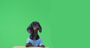 A black dachshund in a blue t-shirt captures attention as it looks into the camera and playfully licks against a green chroma key backdrop