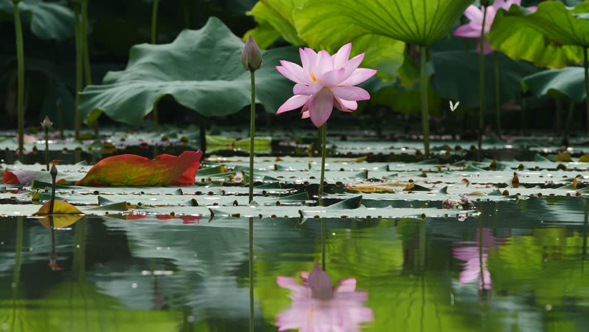 Shutterstock Video