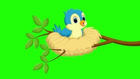 Cartoon animation baby blue bird sing green screen video
