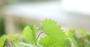 Wet young, green, unripe wine grape leaves in vineyard, with water drops after rain early summer. Wet surface of green leaf closeup 4k video. High quality 4k footage