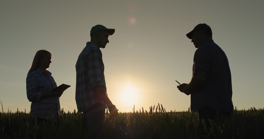 A group of farmers work in the field, communicate and discuss. Standing against the backdrop of a field of wheat where the sun sets Royalty-Free Stock Footage #1105225887