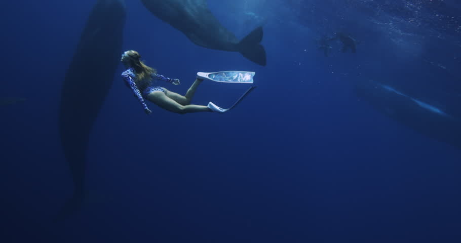 Girl engaging snorkeling swimming underwater sperm whale. Woman swimming suit freediving studying wildlife spermwhale. Underwater shot Mauritius, Indian Ocean. Rare exclusive footage 8 120 fps 10 bit Royalty-Free Stock Footage #1105227421