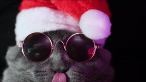 A cat in a Santa Claus costume and sunglasses is dancing at a disco. British Christmas cat