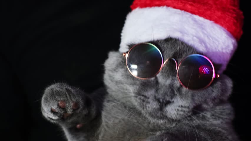 Cat in sunglasses and santa hat in neon light. Cat at the disco. British cat