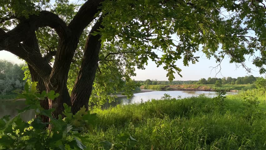 A green oak tree in summer on the river bank. The branches of an oak with green leaves sway in the wind against a river backdrop. Panorama with oak and river