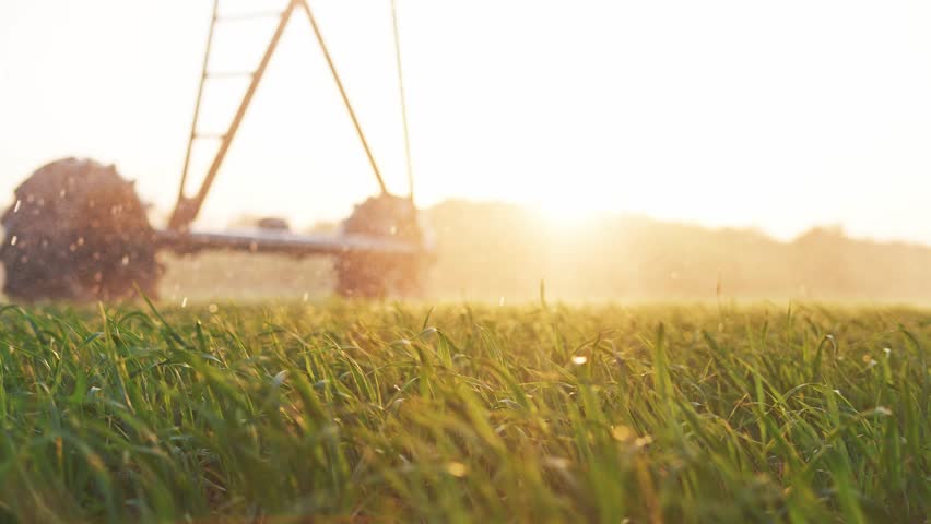 agriculture irrigation. green field wheat irrigation water drops. agriculture concept. farm field crop green field sprinkled with water at sunset. irrigation plantation sprouts green wheat business Royalty-Free Stock Footage #1105232321