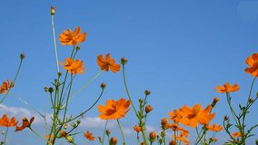 Low angle 4K video of yellow cosmos and blue sky.