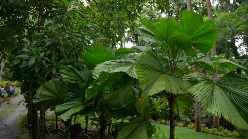 Video of incredible plants from a botanical garden in Victoria on Mahe island in Seychelles. Footage filmed with a camera on a gimbal moving cinematic forward. Filmed on a beautiful contrasty day.