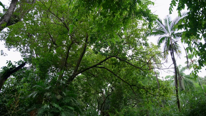 Video of incredible plants from a botanical garden in Victoria on Mahe island in Seychelles. Footage filmed with a camera on a gimbal moving cinematic forward. Filmed on a beautiful contrasty day.