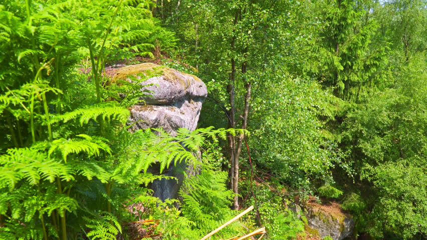Rocky outcrop, cliff edge in a woodland, forest scene with trees and summer sunshine. Wyming Brook UK