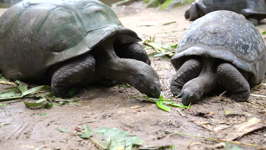 Video of incredible land turtles from a botanical garden in Victoria on Mahe island in Seychelles. Footage filmed with a camera on a gimbal moving cinematically. Filmed on a beautiful contrasty day.