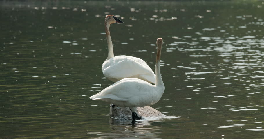 Trumpeter Swan Pair Swans Calling Honking Trumpeting Noise Sound on Rock