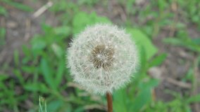 White dandelion grows on the lawn, close-up