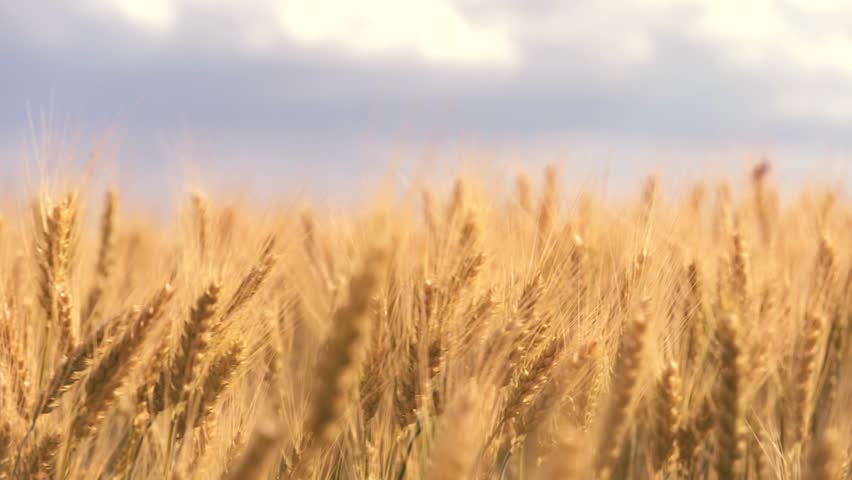 ears wheat field sky summer farm. griculture. farming. yellow spikes sway wind field. sky. field landscape. organic wheat summer. agricultural business concept. summer walk through large wheat field Royalty-Free Stock Footage #1105242947