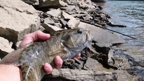 Holding nice catch smallmouth bass in water during perfect summer day, handheld video, hobbies leisure activity, 4k resolution