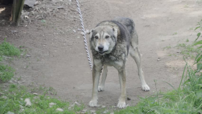 old dog on a chain. guard dog.