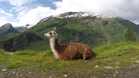 A family of Llama with mountains, clouds, snow and waterfalls in background. The Llama is liked for its woolly fur, milk and strength. The llama are ruminants herbivorous animals that chew their cud.