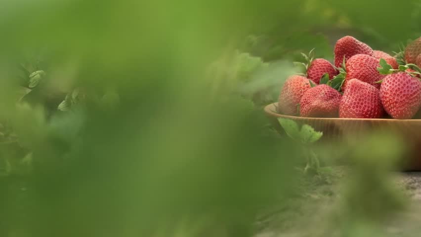 Close up sliding shot of freshly picked ripe red strawberries in the wooden bowl revealing among the green leaves of strawberry bushes in the garden. Yield of berries in the summer.