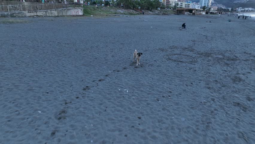 Child Playing With Dog On The Seashore aerial view 4K awesome background