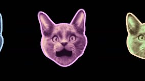 Video of heads of cats of different colors opening their mouths