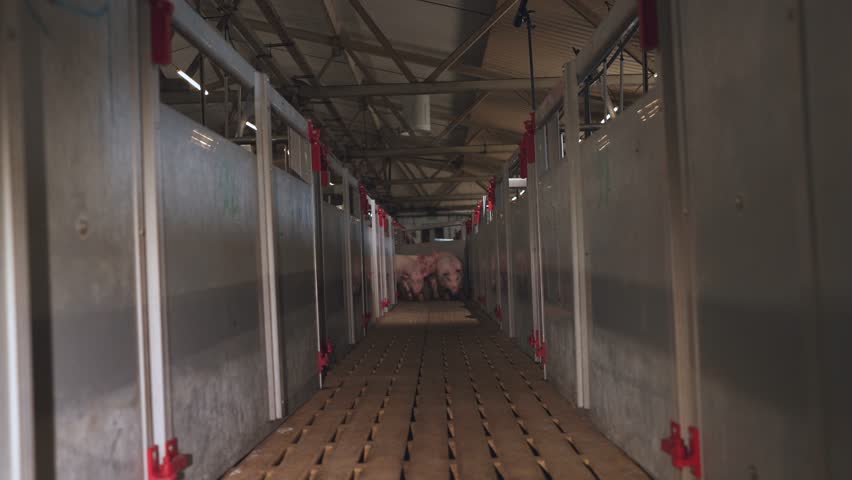 Transportation of pigs, pigs go, pig farm, pig breeding complex Royalty-Free Stock Footage #1105251395