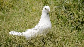 4k footage of beautiful white pigeon. White pigeon video. White pigeon on hands in farm. Beautiful bird. Wildlife videography of pigeon. Dove. Selective Focus on subject.
