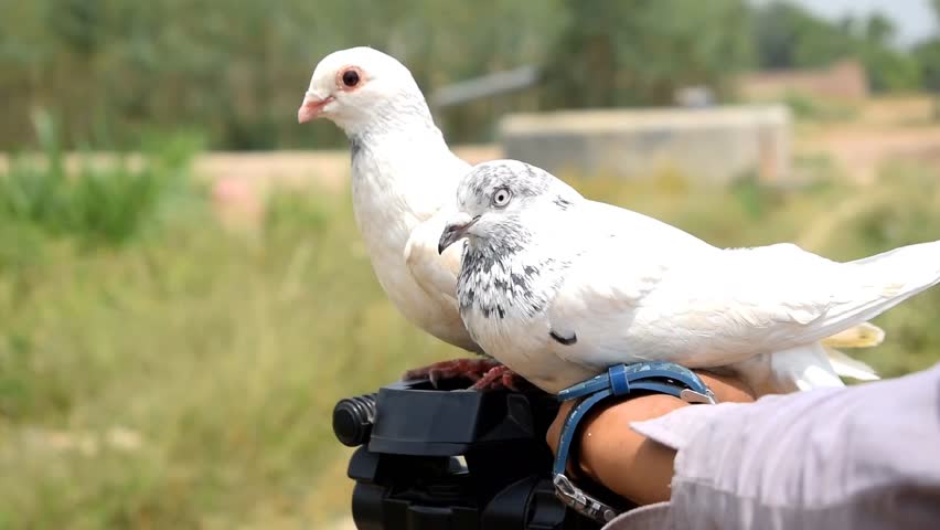 4k footage of beautiful white pigeon. White pigeon video. White pigeon on hands in farm. Beautiful bird. Wildlife videography of pigeon. Dove. Selective Focus on subject. Royalty-Free Stock Footage #1105252991
