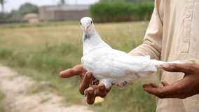 4k footage of beautiful white pigeon. White pigeon video. White pigeon on hands in farm. Beautiful bird. Wildlife videography of pigeon. Dove. Selective Focus on subject.