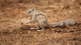 FHD Video of beautiful Northern palm squirrel. Five stripes squirrel eating playing and climbing on sticks. Northern palm squirrel eating. Northern palm squirrel. Wildlife photography.Selective focus.