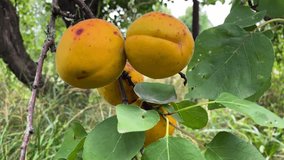 Large yellow apricots sway under the gusts of wind on a branch. Fruit picking season. Pick your own fruit. Ready to harvest. Summer time. Large yellow apricots on a branch. High quality 4k footage